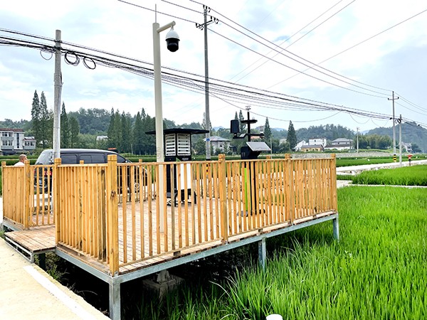 浙江臨安：竹林變稻田，農(nóng)戶喜開顏