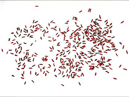1、水稻表型檢測系統(tǒng)-水稻數(shù)粒圖.png